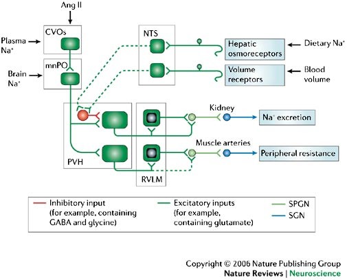 The sympathetic control of blood pressure