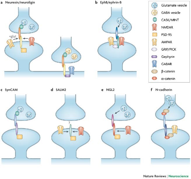 Engineered adhesion molecules drive synapse organization
