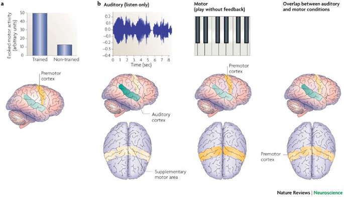 Music in the brain  Nature Reviews Neuroscience