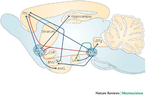 Synaptic plasticity and addiction