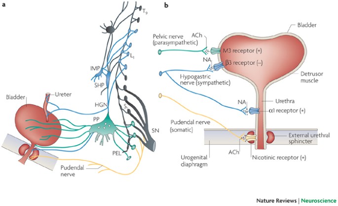 Micturition: Anatomy and Physiology  ditki medical and biological sciences