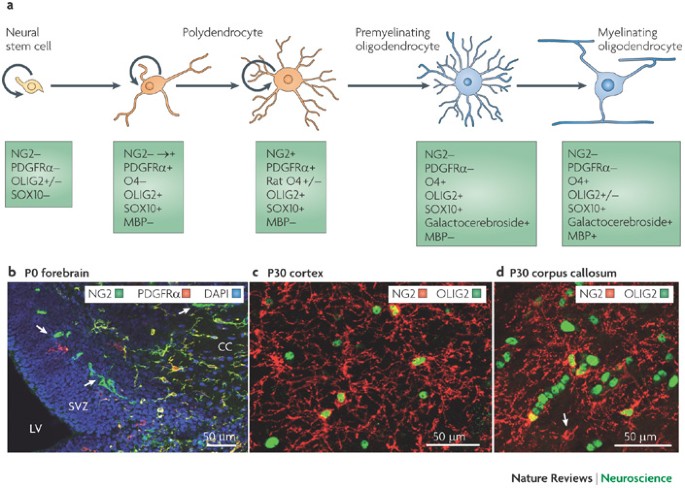 Polydendrocytes (NG2 cells): multifunctional cells with lineage plasticity  | Nature Reviews Neuroscience