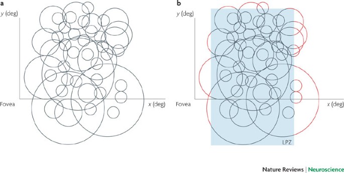 Shadows Cast by Retinal Blood Vessels Mapped in Primary Visual Cortex