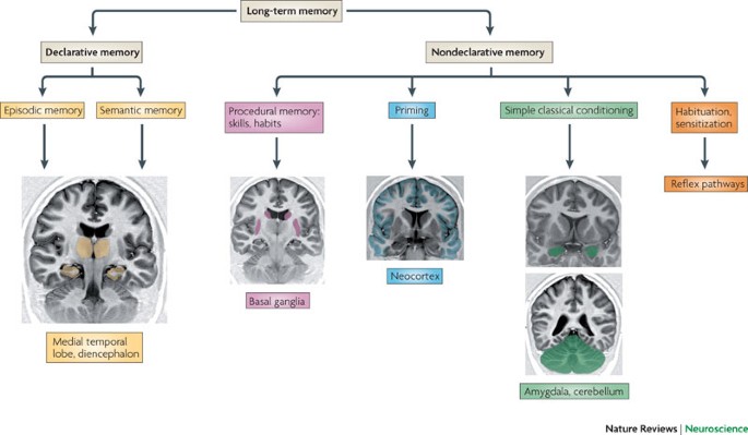 A model for memory systems based on processing modes rather than  consciousness | Nature Reviews Neuroscience