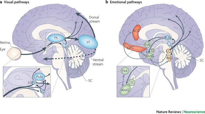 Neural the non-conscious perception of signals | Reviews Neuroscience