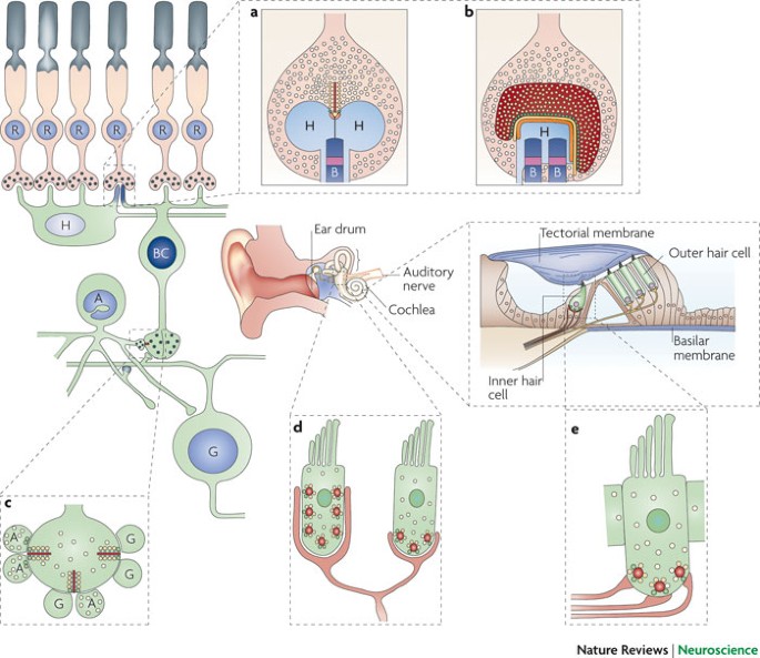 The diverse roles of ribbon synapses in sensory neurotransmission