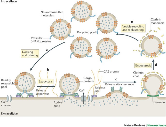 Protein Scaffolds In The Coupling Of Synaptic Exocytosis And Endocytosis |  Nature Reviews Neuroscience Protein Scaffolds In The Coupling Of Synaptic Exocytosis And Endocytosis |  Nature Reviews Neuroscience