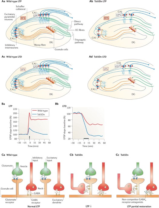 Down syndrome: the brain in trisomic mode
