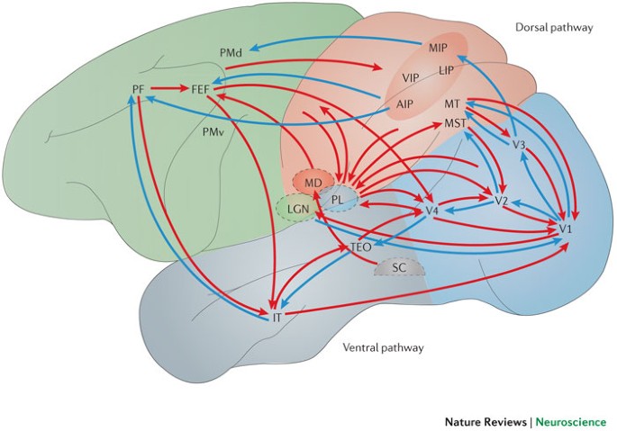 influences visual processing Nature Reviews Neuroscience