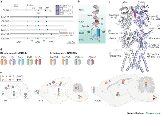 NMDA receptor subunit diversity: impact on receptor properties, synaptic plasticity and disease