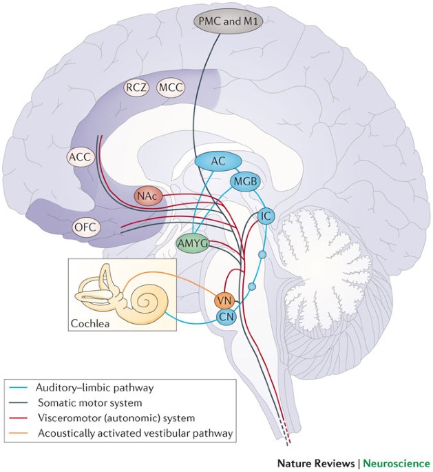 Brain Correlates Of Music Evoked Emotions Nature Reviews Neuroscience