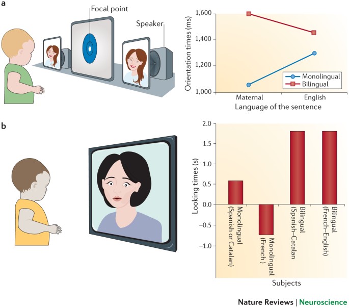 How Does The Bilingual Experience Sculpt The Brain Nature Reviews Neuroscience How Does The Bilingual Experience Sculpt The Brain Nature Reviews Neuroscience