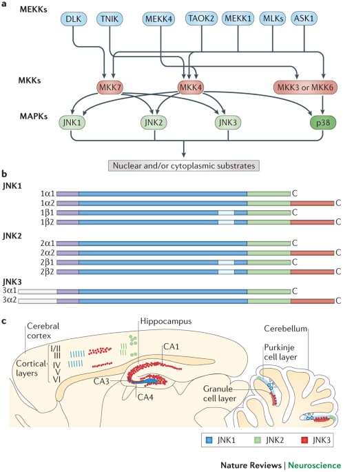 Nuclear and cytosolic jnk signalling in neurons