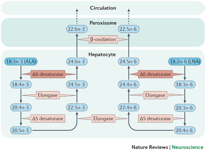 Polyunsaturated Fatty Acids And Their Metabolites In Brain Function And Disease Nature Reviews Neuroscience