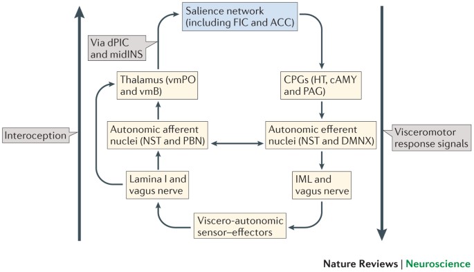 Salience processing and insular cortical function and dysfunction | Nature Reviews Neuroscience