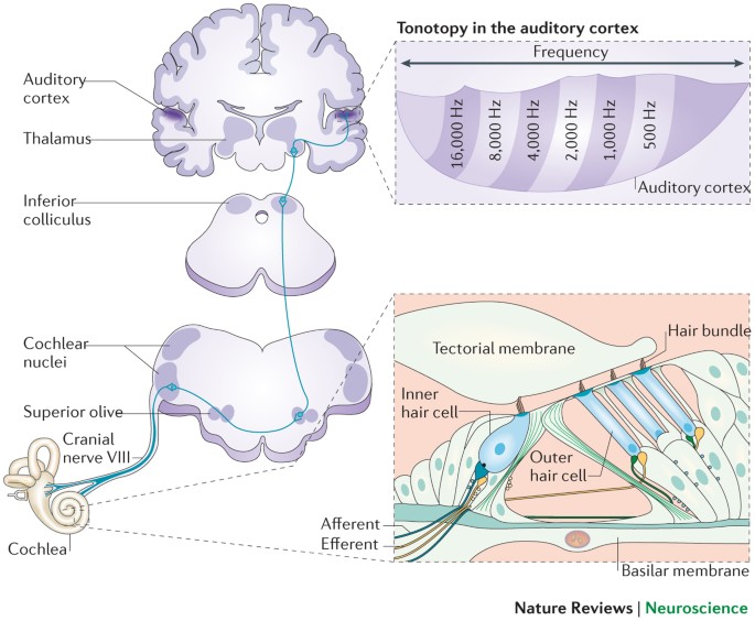 Tinnitus: perspektívák az emberi neuroimagingből | Nature Reviews Neuroscience