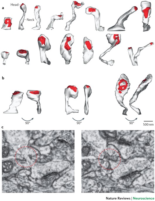The new nanophysiology: regulation of ionic flow in neuronal subcompartments