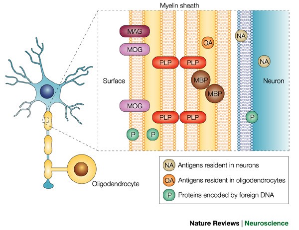 New concepts in the immunopathogenesis of multiple sclerosis | Nature  Reviews Neuroscience