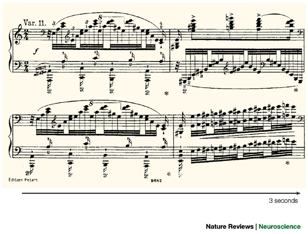 The Musician S Brain As A Model Of Neuroplasticity Nature Reviews Neuroscience