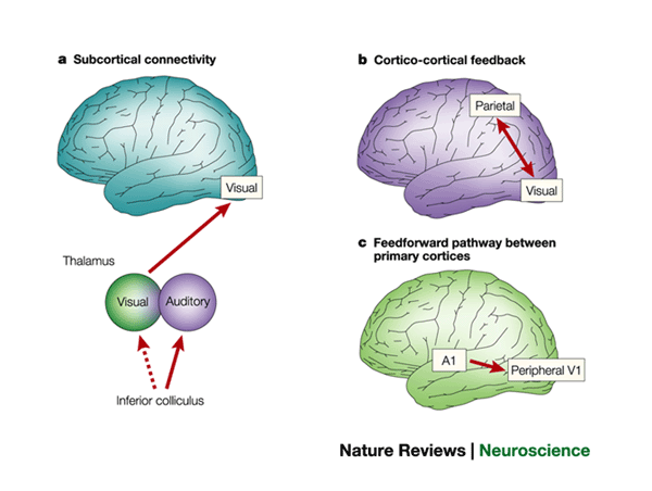 Cross-modal plasticity: where and how? - Nature Reviews Neuroscience