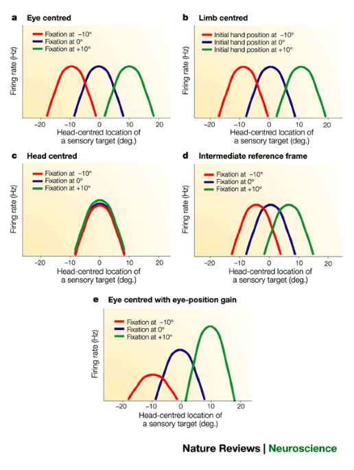 A Common Reference Frame For Movement Plans In The Posterior Figure2