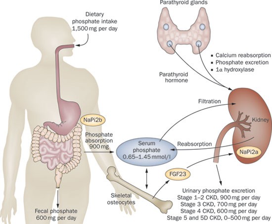 Pharmacology, efficacy and safety of oral phosphate binders | Nature  Reviews Nephrology