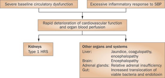 Management Of Hepatorenal Syndrome In Patients With Cirrhosis Nature Reviews Nephrology