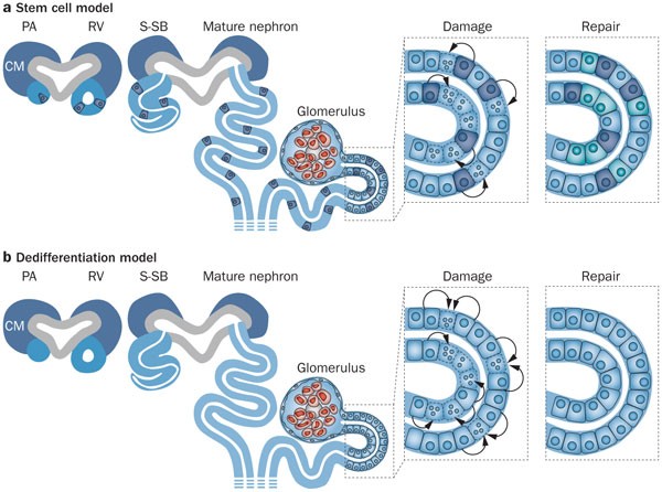 Stromal Cells In Tissue Homeostasis Balancing Regeneration And Fibrosis Nature Reviews Nephrology