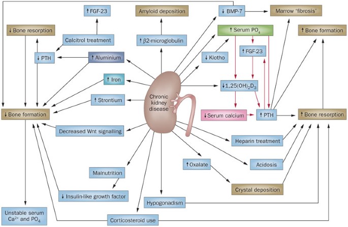 Bone markers in low and high turnover bone disease in CKD