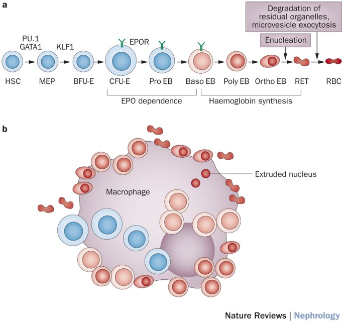 bpc-157 ulcerative colitis reddit People are getting too caught up in the black-and-white thinking around  BPC-157. The idea that oral BPC is only for gut healing and injectable BPC  is only for musculoskeletal issues doesnt actually