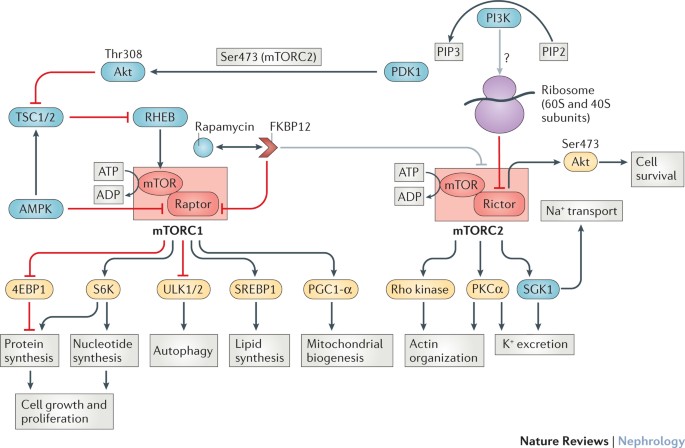 Lysosomal cystine export regulates mTORC1 signaling to guide kidney  epithelial cell fate specialization