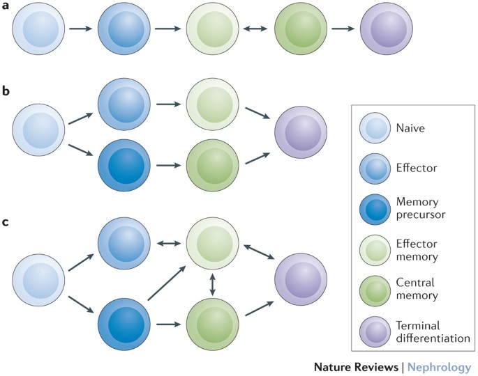 Memory T cells in organ transplantation: progress and challenges | Nature  Reviews Nephrology