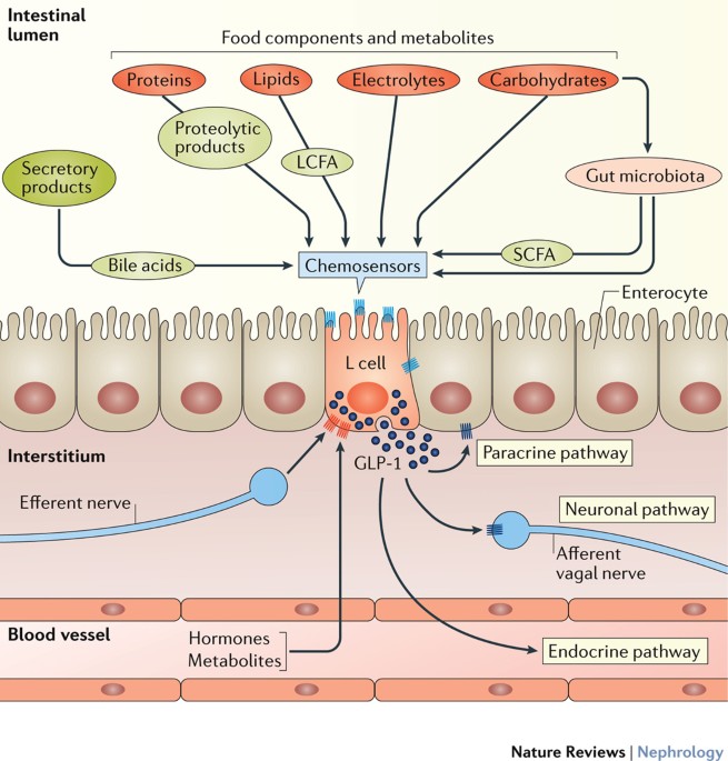 glp 1 receptor agonists and kidney protection GLP-1 and the kidney: from physiology to pharmacology and outcomes in  diabetes