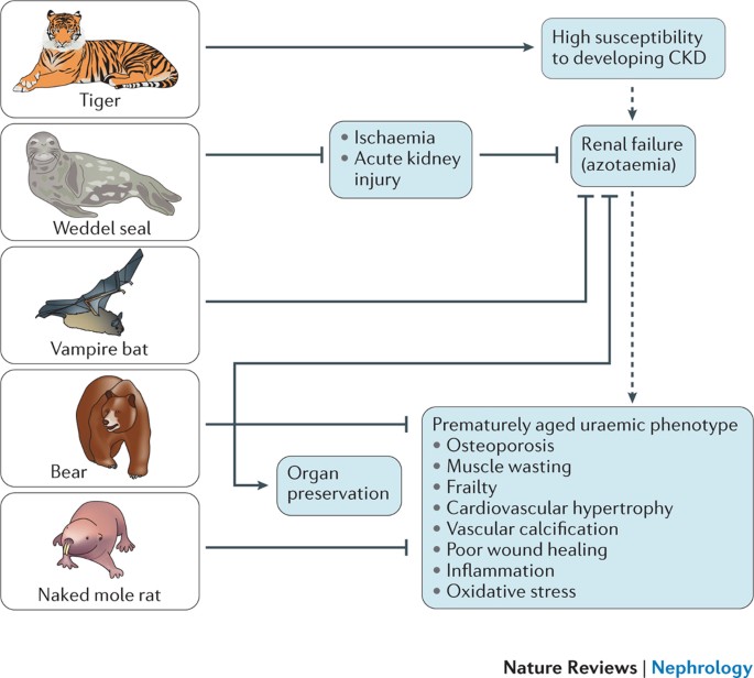 Novel treatment strategies for chronic kidney disease: insights from the animal kingdom | Nature Reviews Nephrology Novel treatment strategies for chronic kidney disease: insights from the animal kingdom | Nature Reviews Nephrology