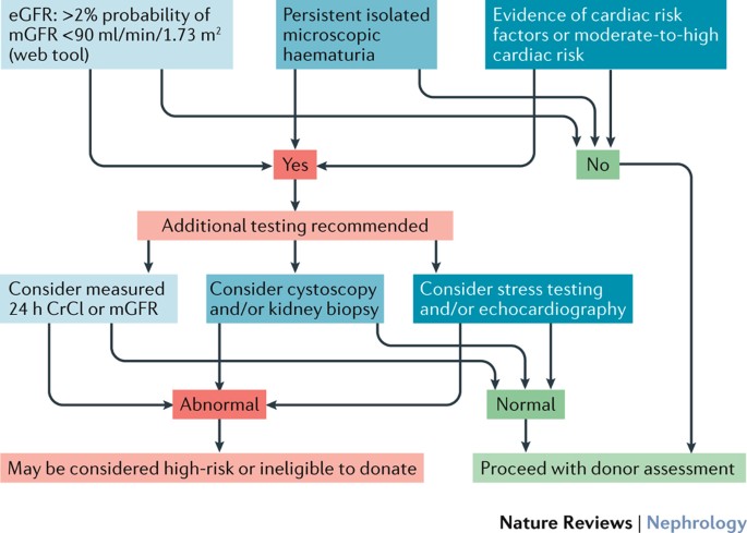 Renal And Cardiac Assessment Of Living Kidney Donor Candidates Nature Reviews Nephrology