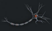Can pittsburgh compound b pet imaging quantify demyelination in ms?