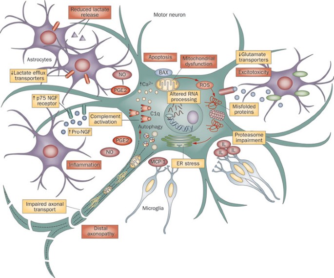 Calcium Signaling Pathways Mediating Synaptic Potentiation Triggered by  Amyotrophic Lateral Sclerosis IgG in Motor Nerve Terminals