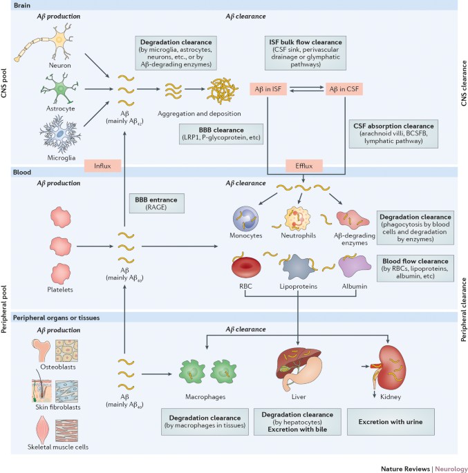 systemic view of Alzheimer disease — insights amyloid-β metabolism beyond brain | Nature Reviews Neurology