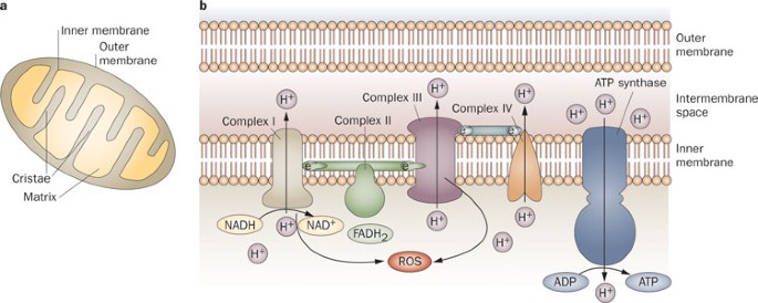 Mitochondria