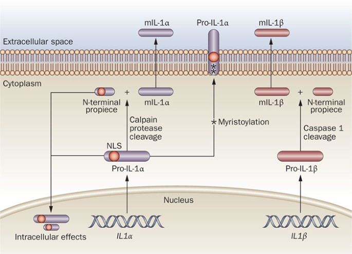 IL-1 pathways in inflammation and human diseases | Nature Reviews  Rheumatology
