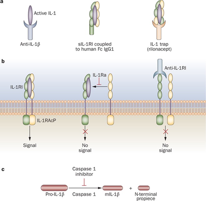 Interleukin-1 (IL-1) Pathway