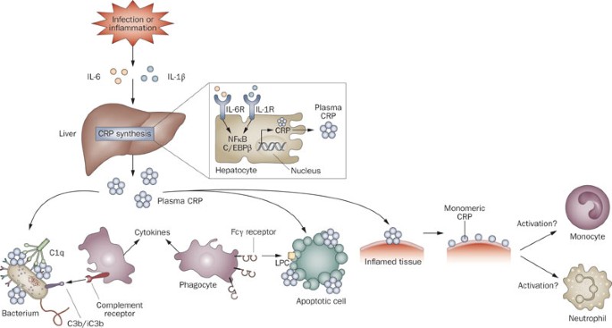 c-reactive protein