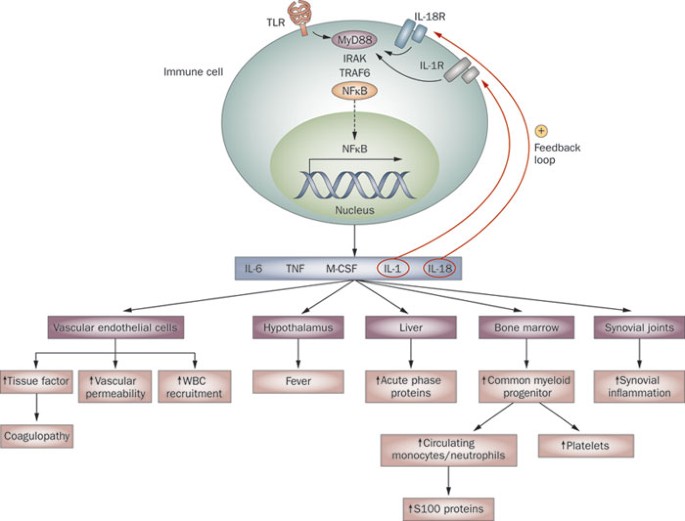 NOVEL APPROACHES IN THE PHARMACOTHERAPY OF RHEUMATOID ARTHRITIS