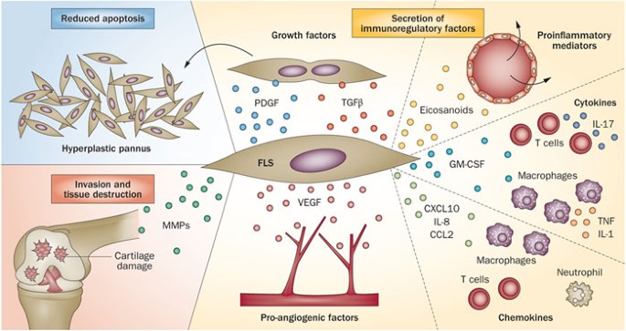 ipamorelin effects fibroblast Duality of fibroblast-like synoviocytes in RA: passive responders and imprinted aggressors tag:bestseller N-Acetylcysteine's Potential Role in Dose:400mg (30ml vial)