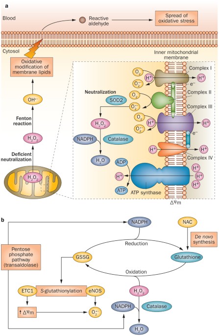 Oxidative stress in the pathology and treatment of systemic lupus  erythematosus | Nature Reviews Rheumatology