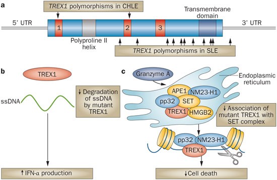 Gene Function Studies In Systemic Lupus Erythematosus Nature Reviews Rheumatology