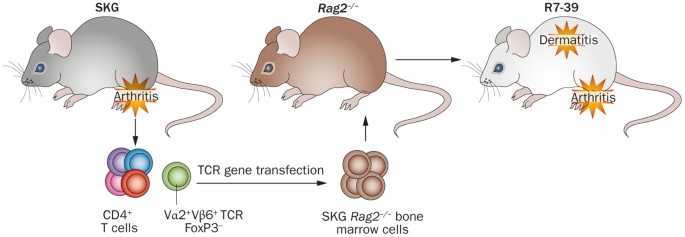 Engineering mice to identify autoreactive t-cell antigens