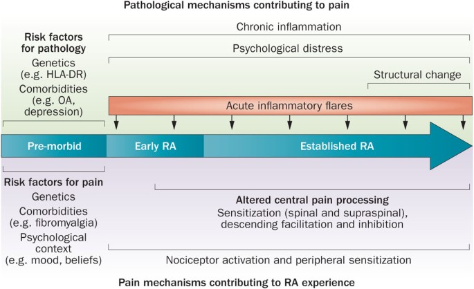 Mechanisms, impact and management of pain in rheumatoid arthritis | Nature  Reviews Rheumatology