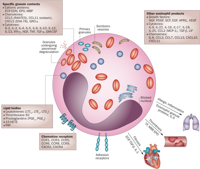 Eosinophils in vasculitis: characteristics and roles in pathogenesis |  Nature Reviews Rheumatology