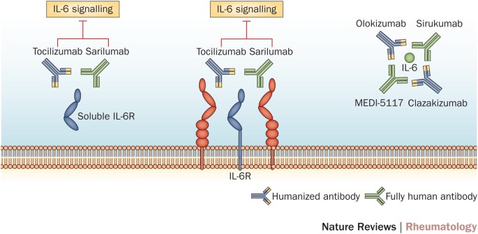 Il 6 Inhibition In Ra Deja Vu All Over Again Nature Reviews Rheumatology